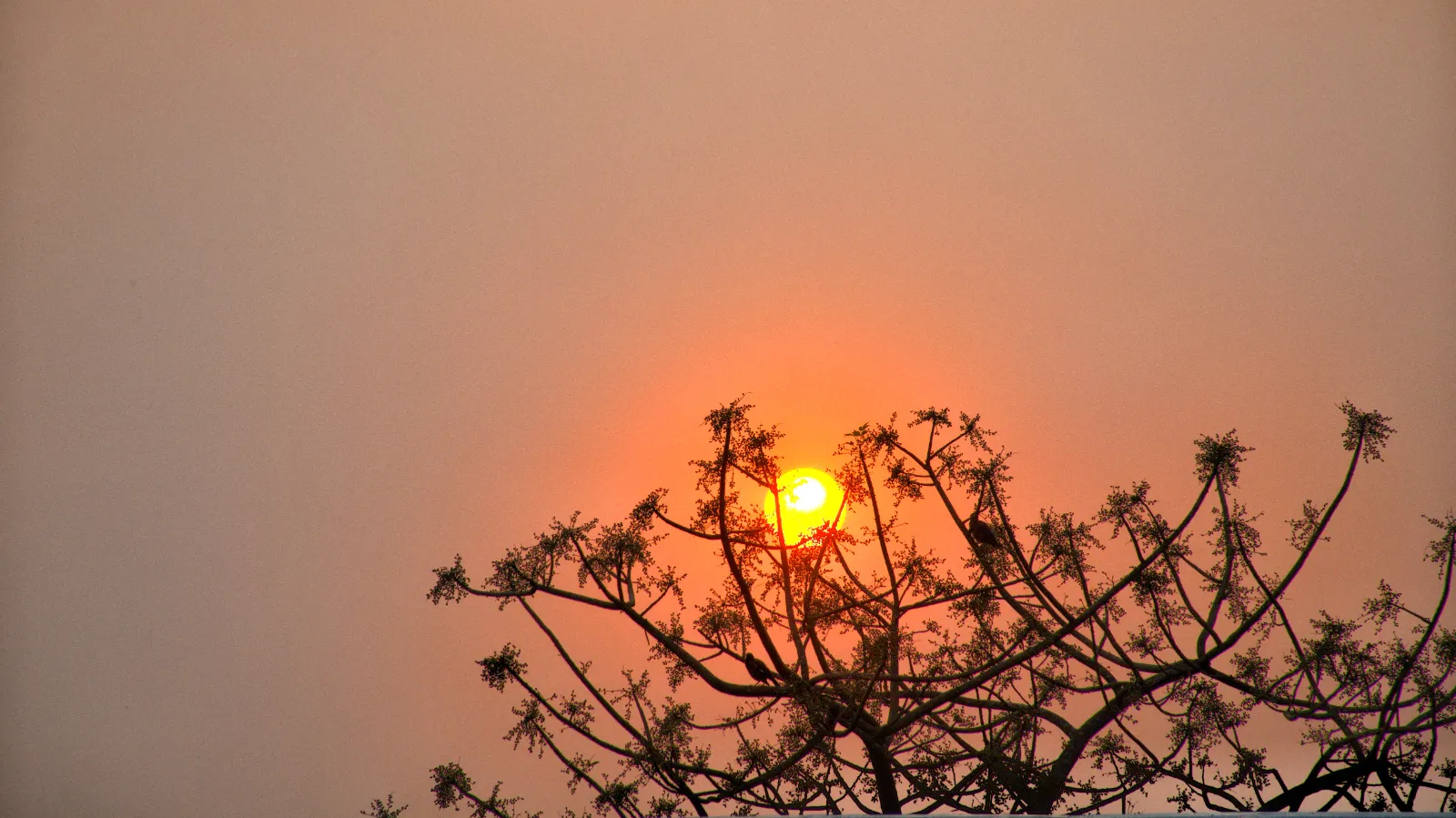 Golden Sunset At Pabna